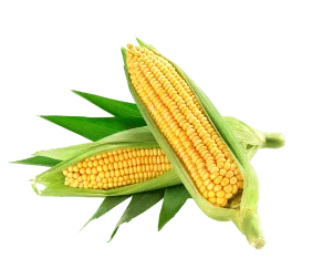 corn