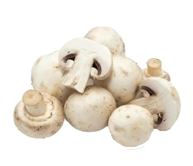 mashrooms